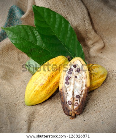 Cacao fruits with leaf, selective focus.