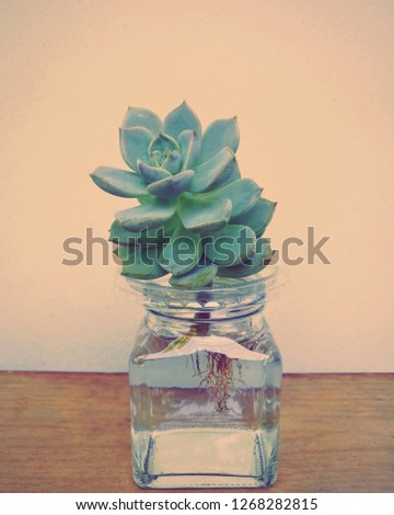 Beautiful green succulent in the vese glass, vintage style on yellow blackground with copy space