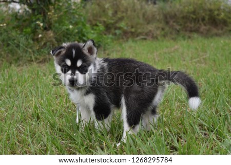 Nami the husky puppy, posing for pictures.