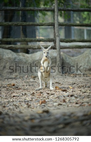 Kangaroo is the national symbol of Australia.