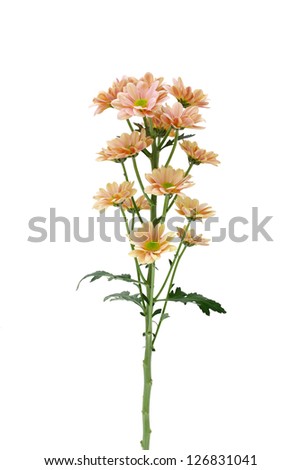 Gerbera Daisy Bouquet  isolated on white background