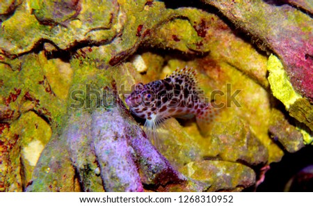 Pixy spotted Hawkfish in reef tank