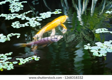 fish japanese Koi or Carp  moving in swims under aqua surface and Water lettuce