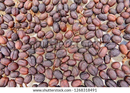 dehydration fermented ripe coffee berries under long exposure natural wind and sun shade to produce nicely juicy brown color from beans shells