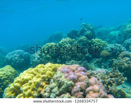 Colorful coral reef diversity. Tropical seashore underwater photo. Marine nature. Warm sea shore. Coral reef on sea bottom. Oceanic wildlife undersea. Coral reef landscape. Shallow water snorkeling