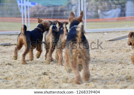 Airedale terrier's one-year-old brothers play on a sandy area for dogs