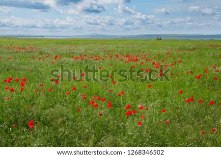 Endless field with blooming poppies