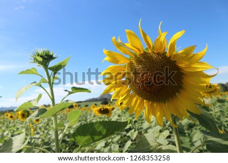 Closeup beautiful yellow sunflower field and agriculture.