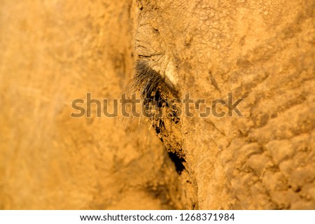 Detail of an African Elephant eye (Loxodonta africana),  Kruger National Park, South Africa.