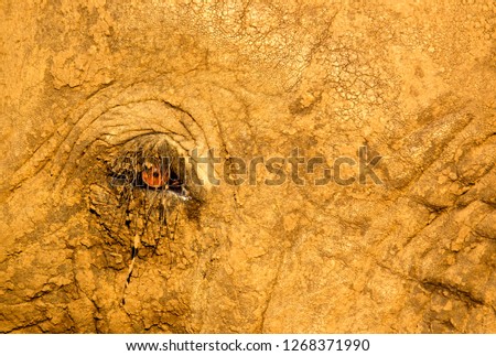 Detail of an African Elephant eye (Loxodonta africana),  Kruger National Park, South Africa.