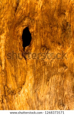 Bark detail of a  tree, Kruger National Park, South Africa.