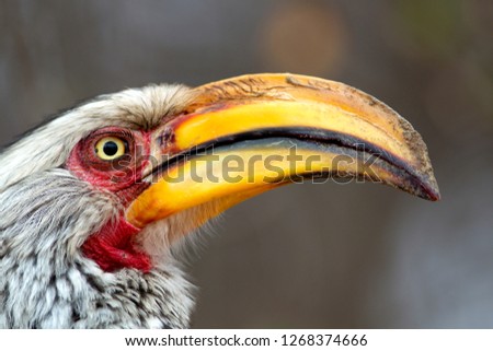 Yellowbilled hornbill (Tockus flavirostris), Kruger National Park, South Africa.