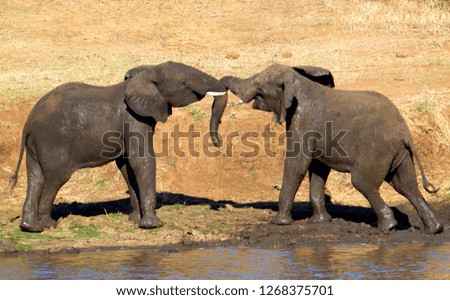 African Elephants (Loxodonta africana), fighting in the river, Kruger National Park, South Africa.