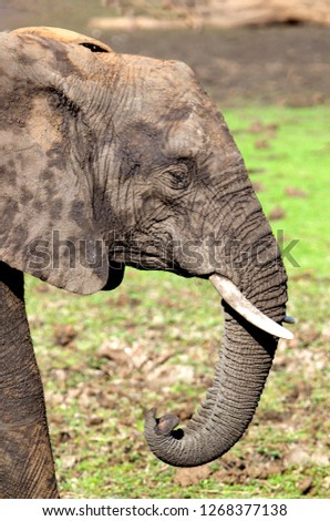 African Elephant (Loxodonta africana), in the river, Shingwedzi river,  Kruger National Park, South Africa.