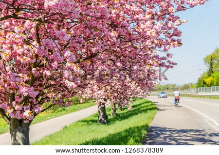 Spring flowering pink cherry blossom along the german road. Cherry trees near the road, Germany. 