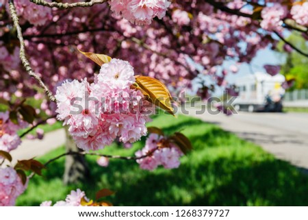 Spring flowering pink cherry blossom along the german road. Cherry trees near the road, Germany. 