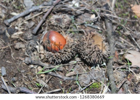 nature acorn picture