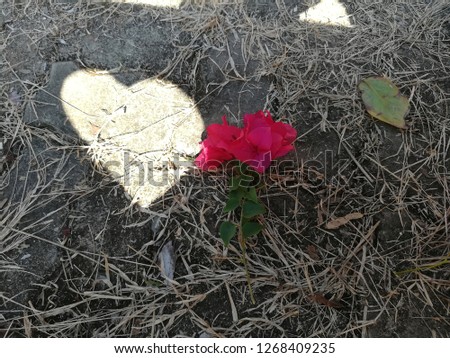 sun shines and heart-shaped on the ground as a heart. Bougainvillea petals, red heart, placed near Happy Valentine's Day in Thailand
