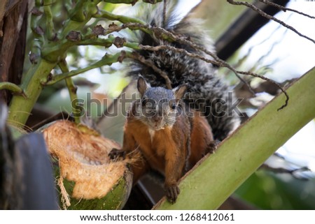 Variegated squirrel (Sciurus variegatoides) eating a coconut in Costa Rica Rainforest