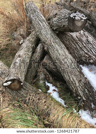 pile of wood logs in winter