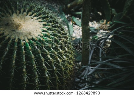 Beautiful dark green spiky cactus, Top view on cactus thorns, Natural abstract exotic spiky background, Close-up, Selective focus, Macro ecology