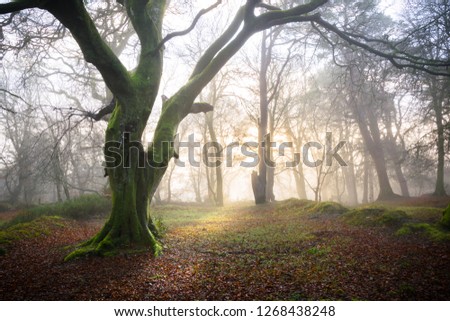 This is a picture of old woods on a foggy morning just has the sun is rising