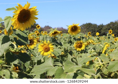 Sunflower Blooms in Field 