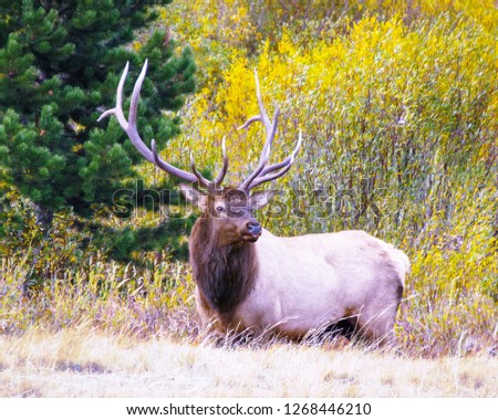                                Elk in a Meadow