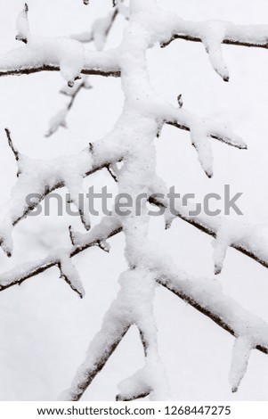 Winter forest. Snow on the branches of trees
