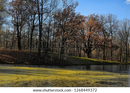 autumn pond overgrown with duckweed