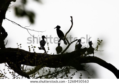 Double-crested Cormorants perched on a tree branch drying
