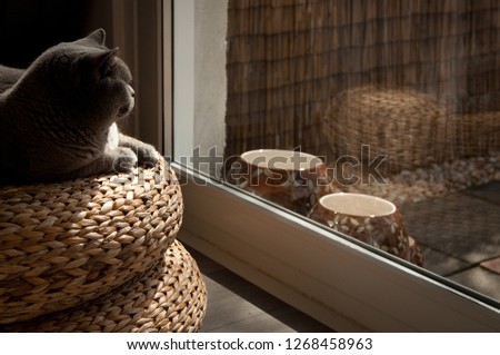 British Shorthair Cat lying on a wicker stool looking out through a patio door to a garden with decorative vases in a house in Edinburgh City, Scotland, UK