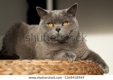 British Short hair Cat lying on top of a wicker stool looking away with bright orange eyes in a bright day in a house in Edinburgh City, Scotland, UK