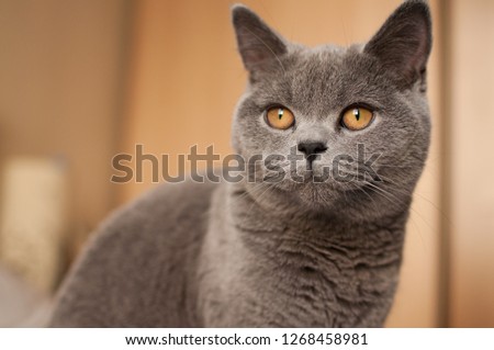 Close up of a British Short hair Cat looking away with bright orange eyes in a house in Edinburgh City, Scotland, UK