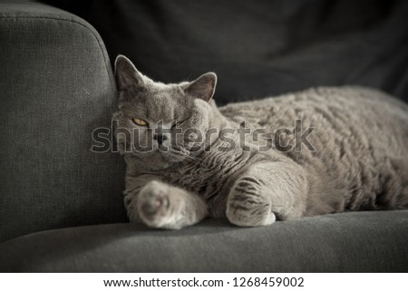 Sleepy British Shorthair Cat with one eye half open lying on a grey couch in a house in Edinburgh City, Scotland, UK, looking at the camera as the sun comes in