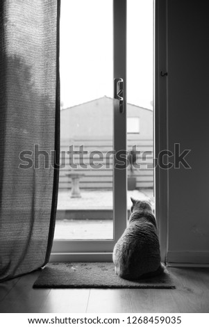 Black and white picture of British Shorthair Cat sitting on a floor mat with paw prints in front of an open patio door with a curtain in a house in Edinburgh City, Scotland, UK