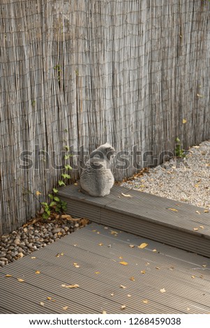 British Shorthair Cat looks away while sitting on the corner of a garden decking beside a bamboo fence in a house in Edinburgh City, Scotland, UK