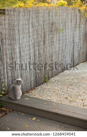 British Shorthair Cat looking away sitting on the corner of a garden decking beside a bamboo fence in a house in Edinburgh City, Scotland, UK