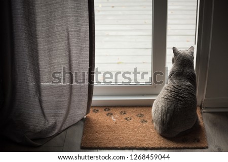 British Shorthair Cat sitting on a floor mat with paw prints in front of an open patio door with a curtain in a house in Edinburgh City, Scotland, UK