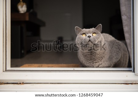 British Shorthair Cat sitting next to open patio door looking up at some birds in a house in Edinburgh City, Scotland, UK, where the house interior can be seen through the door