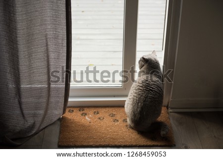 British Short hair Cat sitting on a floor mat with paw prints in front of an open patio door with a curtain in a house in Edinburgh City, Scotland, UK, looking out