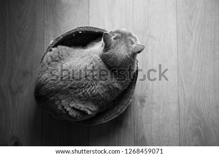 Black and white view from above of a British Shorthair Cat sitting on a round cat bed on a wooden floor n a house in Edinburgh City, Scotland, UK