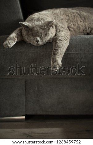 Close up of a British Shorthair Cat sleeping on the edge of a grey couch with her front legs hanging off in a house in Edinburgh City, Scotland, UK, as the sun comes in