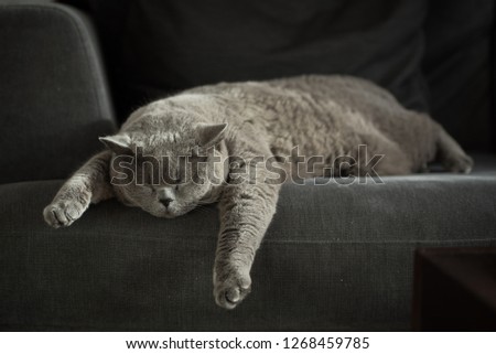 British Shorthair Cat sleeping on the edge of a grey couch with her front legs hanging off in a house in Edinburgh City, Scotland, UK, as the sun light comes in