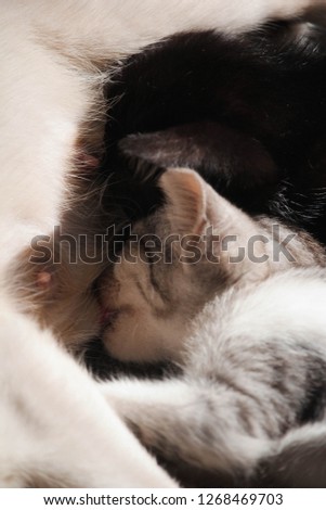 Kittens Breastfeeding Portrait