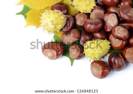 Chestnuts on autumn leaves isolated on white