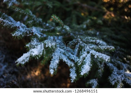 Close-up, outdoor photo of pine branches covered with snow