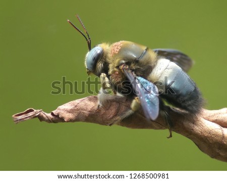 beautiful bee asian borneo