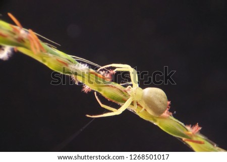 Spider profit eats on flowers