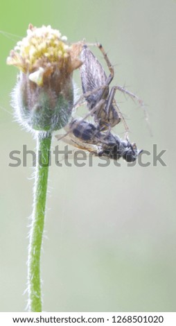 Spider profit eats on flowers